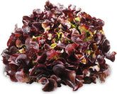 Bulk pack (pcs.) - fresh organic red oak leaf lettuce (Polish) (approx. 8 pcs.)